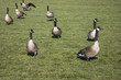 flock of geese flock of geese