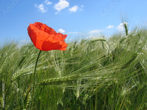 mohn und wolken