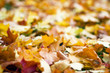 autumn colours autumn colours
