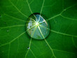 bulle d'eau sur feuille de capucine