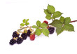 blackberry