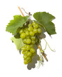 tasty wine grapes