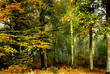 forêts
