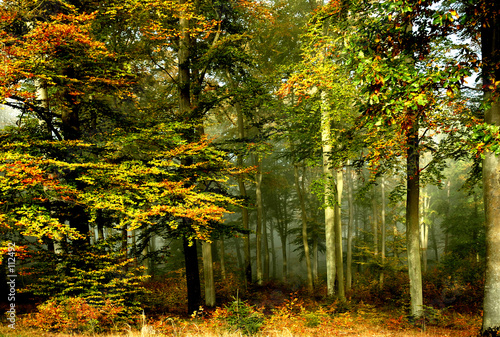 forêts