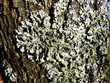 lichen tree