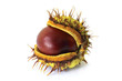 newborn chestnut