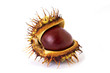chestnut