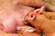 little piglets
