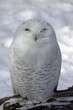 snowy owl