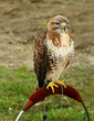 the buzzard