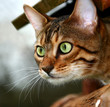 killer cat