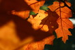 herbst