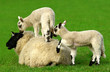 the climbing frame