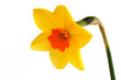 narcissus beauty