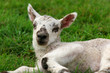 the lamb