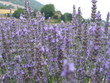 lavendel in der provence