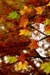 couleur d'automne