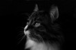 kater 1