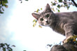 neugierige katze auf einem baum