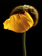pavot jaune pavot jaune