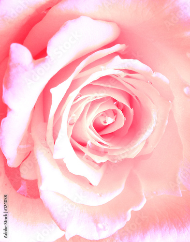 pink rose
