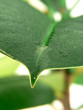 home plant