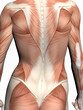 anatomy of a woman. anatomy of a woman.