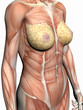 anatomy of a woman. anatomy of a woman.