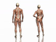 anatomy, transparant muscles with skeleton. anatomy, transparant muscles with skeleton.