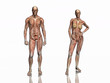 anatomy, transparant muscles with skeleton.