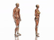 anatomy, transparant muscles with skeleton. anatomy, transparant muscles with skeleton.