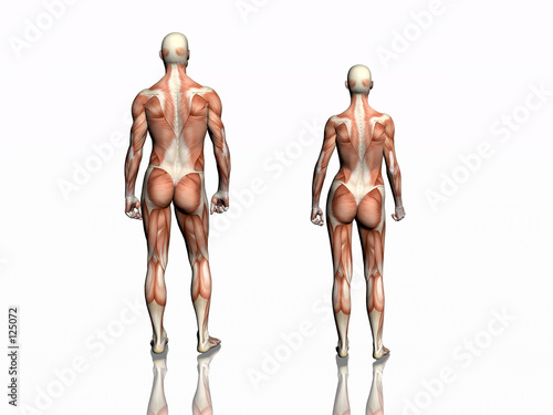 anatomy of man and woman.