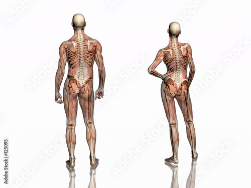 anatomy, transparant muscles with skeleton.