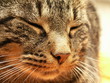 katze