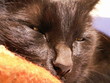 schwarze katze