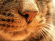katzennase