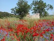 pré fleuri