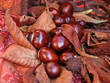 chestnuts