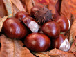 chestnuts