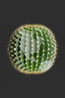 world is a cactus world is a cactus