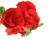 begonia