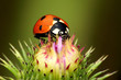 ladybug