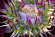 pink-tipped anemone
