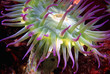pink-tipped anemone