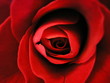 coeur de rose