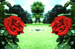 les roses rouges