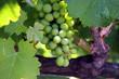 green grapes on the vine green grapes on the vine