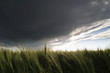 wheat field wheat field