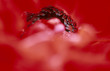 rononcule rouge