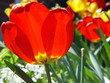 colourful spring red tulip colourful spring red tulip
